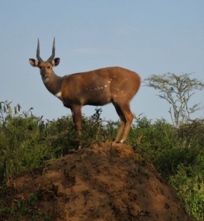 Uganda, Lake Mburo NP (2013)